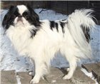 Fluffypet
